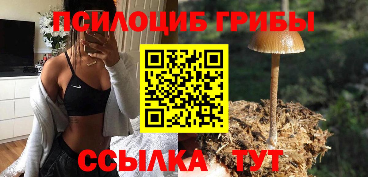 Гурьевск  Псилоцибиновые грибы Psilocybine cubensis  Вход с VPN 